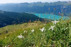 über dem Brienzersee, August 2019